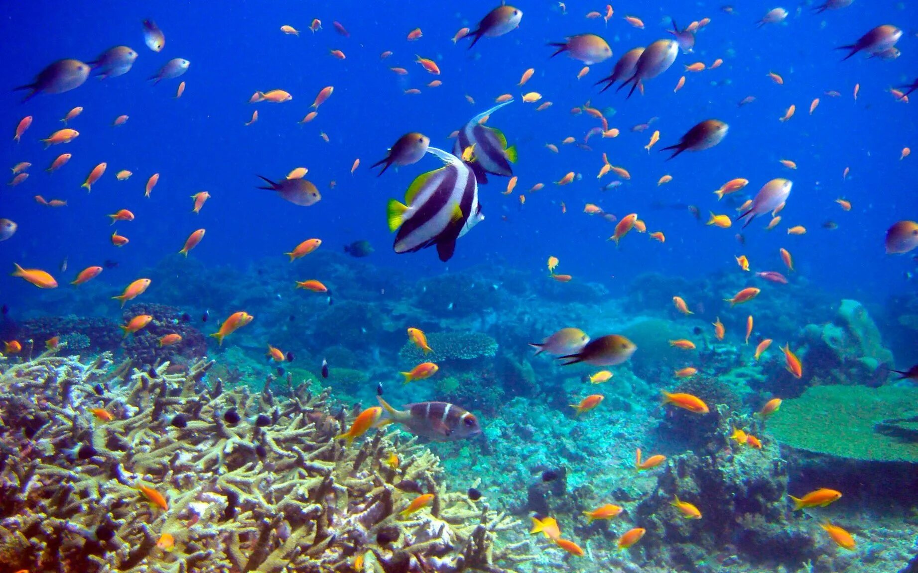 5 морских океанов. Коралловый риф в Шарм Эль Шейхе. Кайо Коко коралловый риф. Рифы в океане. Подводный риф Эль Кусейр.