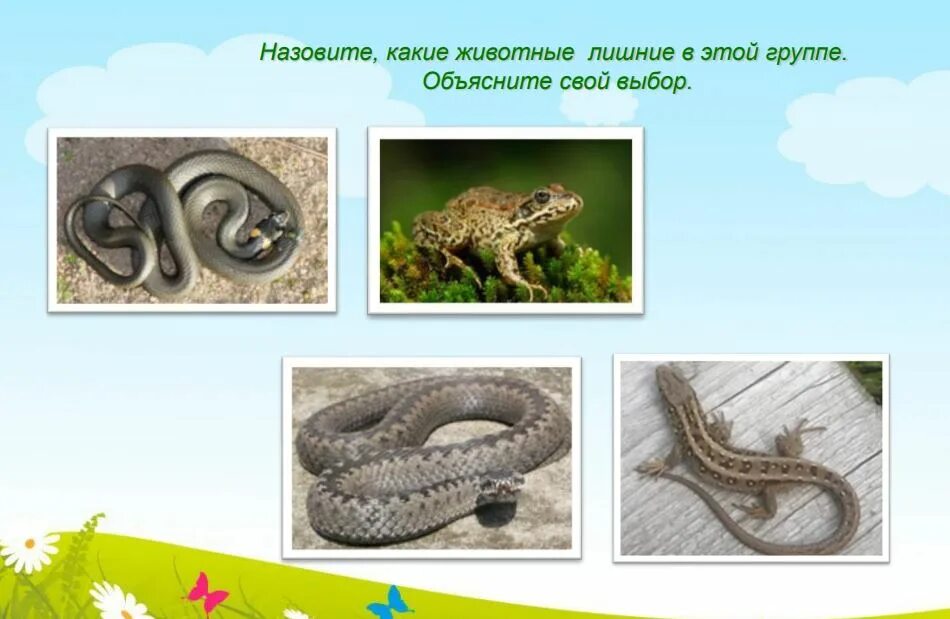 Медянка змея и гадюка. Змея амфибия. Медянка ящерица. Черно-зеленая лесная гадюка. Уж это земноводное.