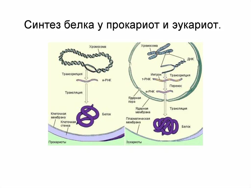 Биосинтез прокариот. Биосинтез белка в клетках эукариот. Синтез белка у эукариот. Схема регуляции синтеза белка у прокариот и эукариот. Синтез белка у прокариот.