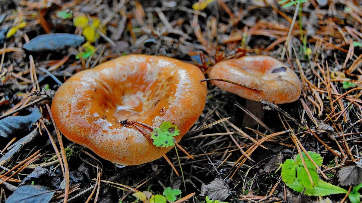 Осень рыжики. Рыжик Сосновый/Боровой (Lactarius deliciosus);. Что такое чистодорские рыжики. Рыжик (гриб) грибы. Рыжик Боровик.