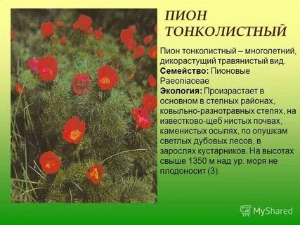 Растения степи красная книга