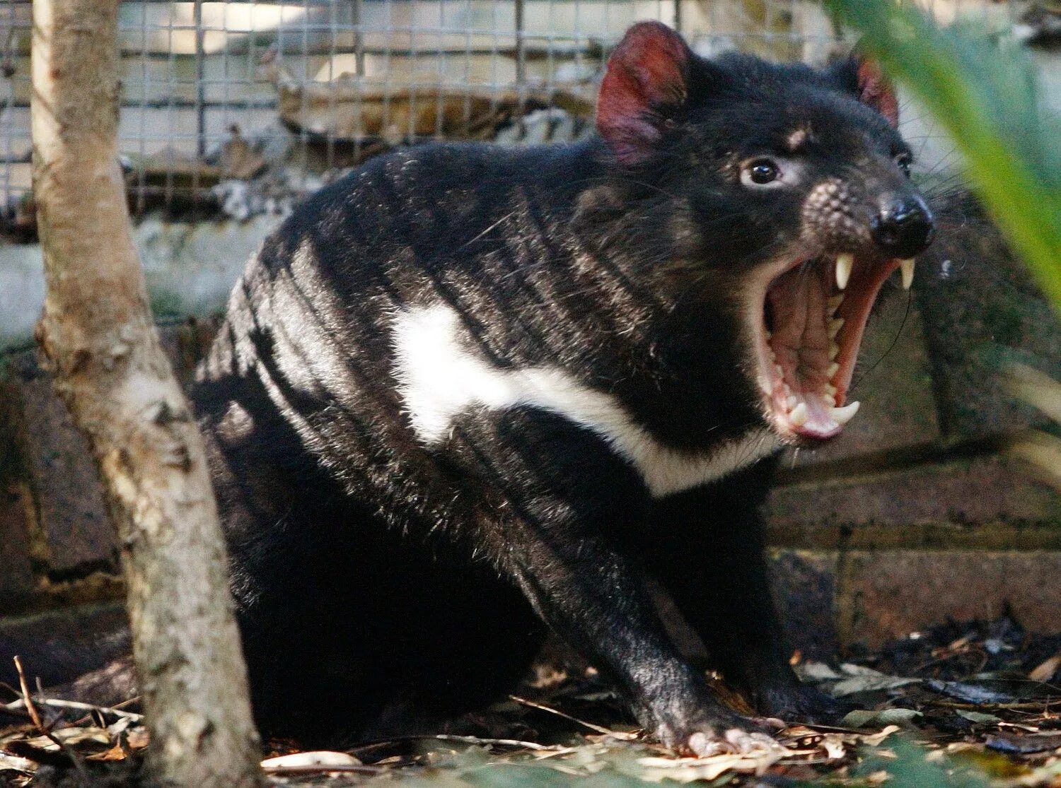 Голоса зверей страшные. Тасманский дьявол в Австралии. Тасмания сумчатый дьявол. Вомбат и Тасманский дьявол. Тасманийский дьявол сумчатое животное.