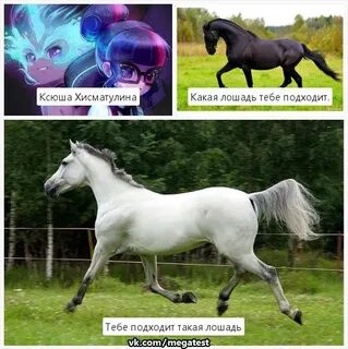 Какая лошадь подходит