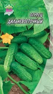Дальневосточный 27 огурцы отзывы описание
