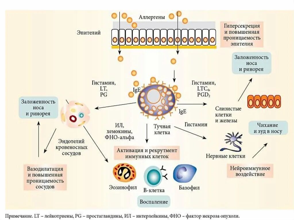 Механизм развития аллергического ринита. Механизм возникновения аллергической реакции схема. Механизм появления аллергической реакции 2 типа. Аллергический ринит механизм развития.