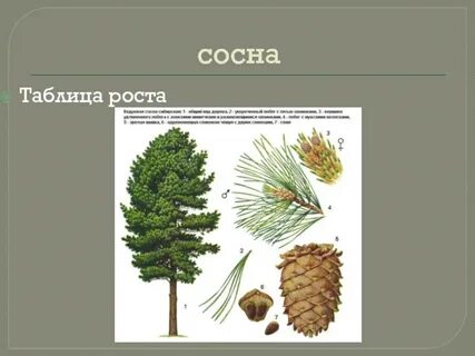 Рост сосны