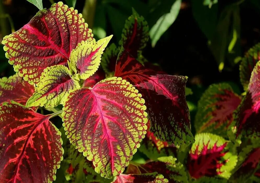 Красно зеленое комнатное растение. Колеус плектрантус. Колеус Ренельта Coleus rehneltianus. Колеус Махараджа.