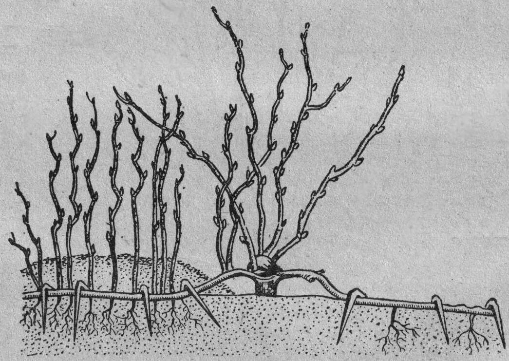 Дает много поросли. Отводки крыжовника. Отводки куста крыжовника. Отводки смородины. Хеномелес размножение.
