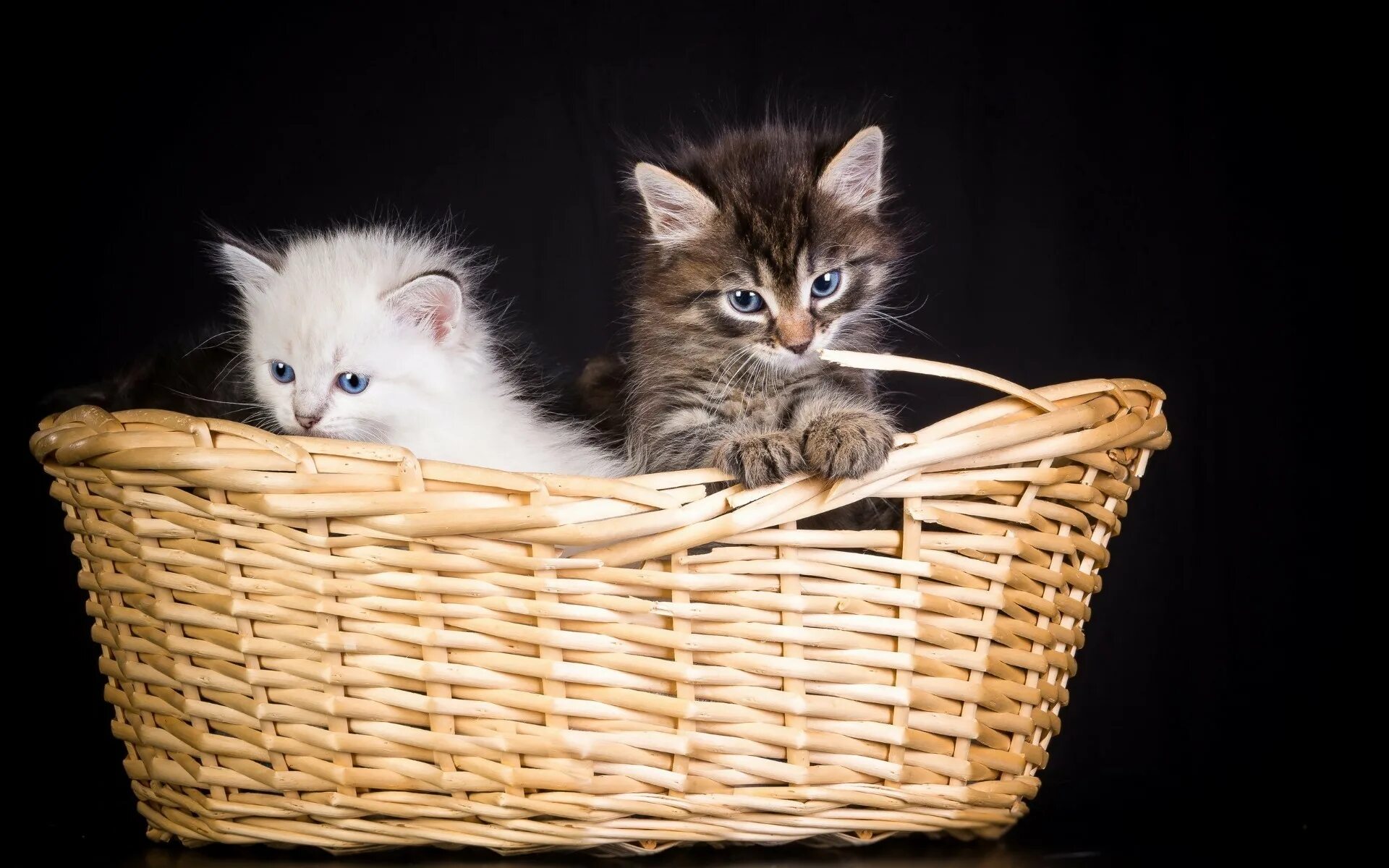 Картинки кота котят. Котята в корзинке. Красивые котята. Кошка в лукошке. Корзинка для кошки.