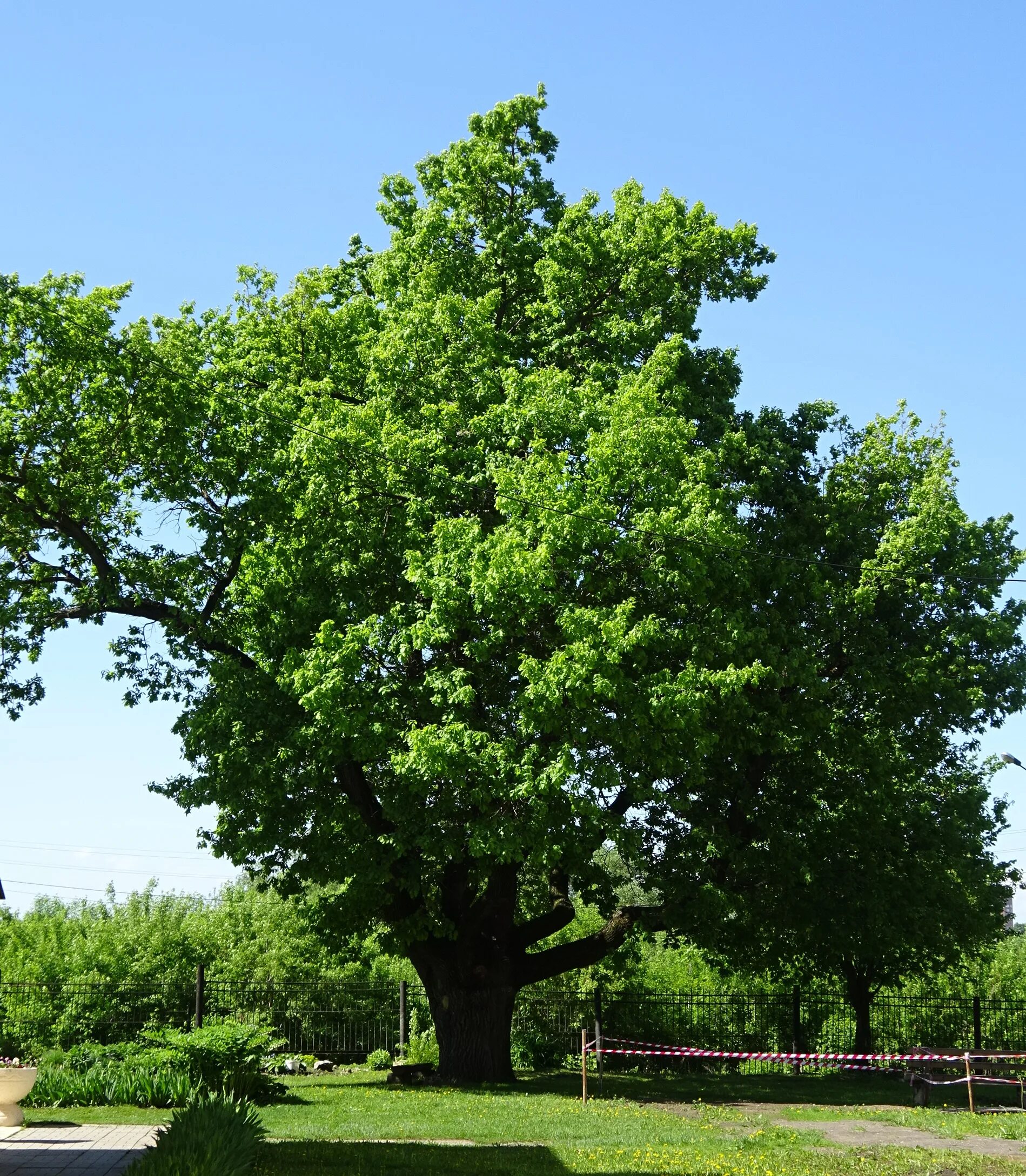 Дерево дуб черешчатый. Дуб черешчатый (quercus robur). дуб черешчатый (quercus robur l.). дуб обыкновенный (quercus robur). дуб черешчатый (quercus robur) саженец.