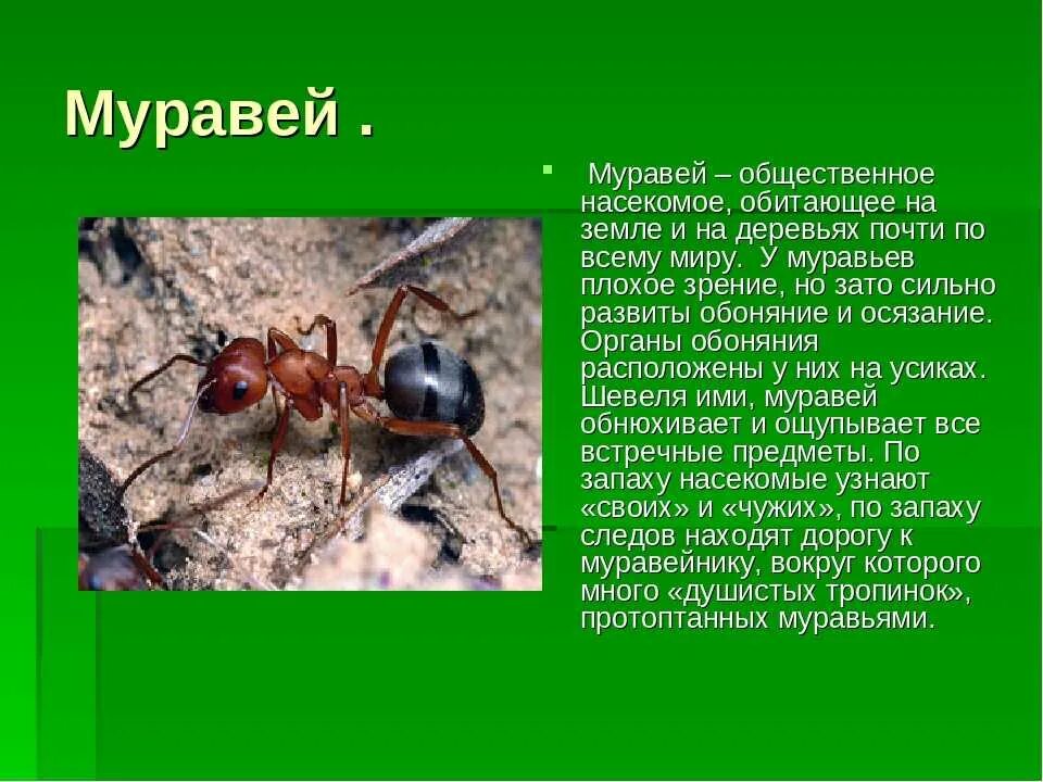 Сообщение про муравьев. Доклад о муравьях. Описание муравья. Сообщение о насекомых.