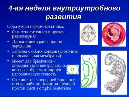 Кишечник эмбриона