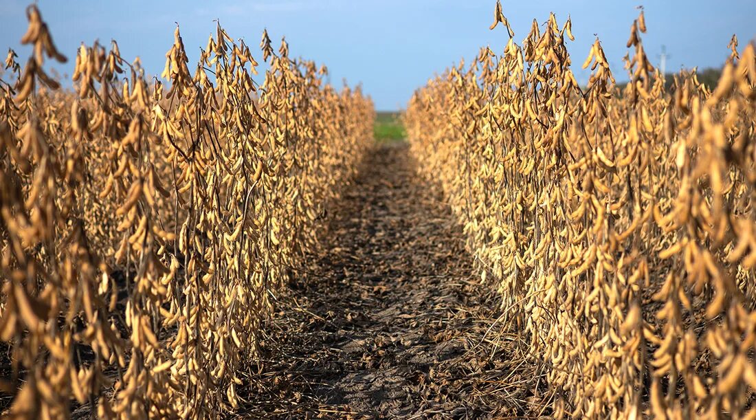 Гм соя. Уборка сои. Соя культура. Соя на дальнем востоке. Соя щетинистая.