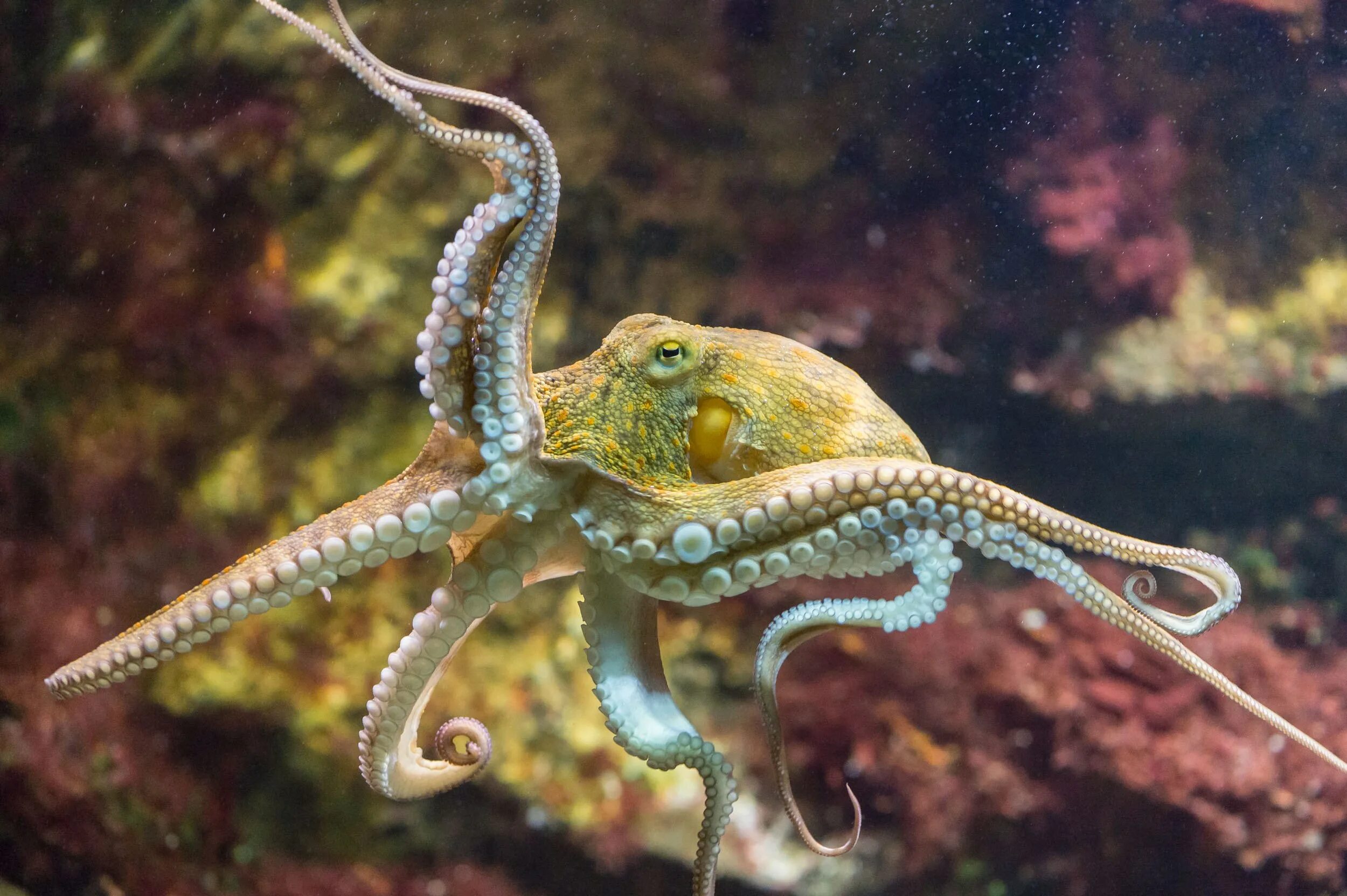 Осьминог сайт. Атлантический карликовый осьминог. осьминог octopus vulgaris. синекольчатый осьминог. синий кольчатый осьминог.