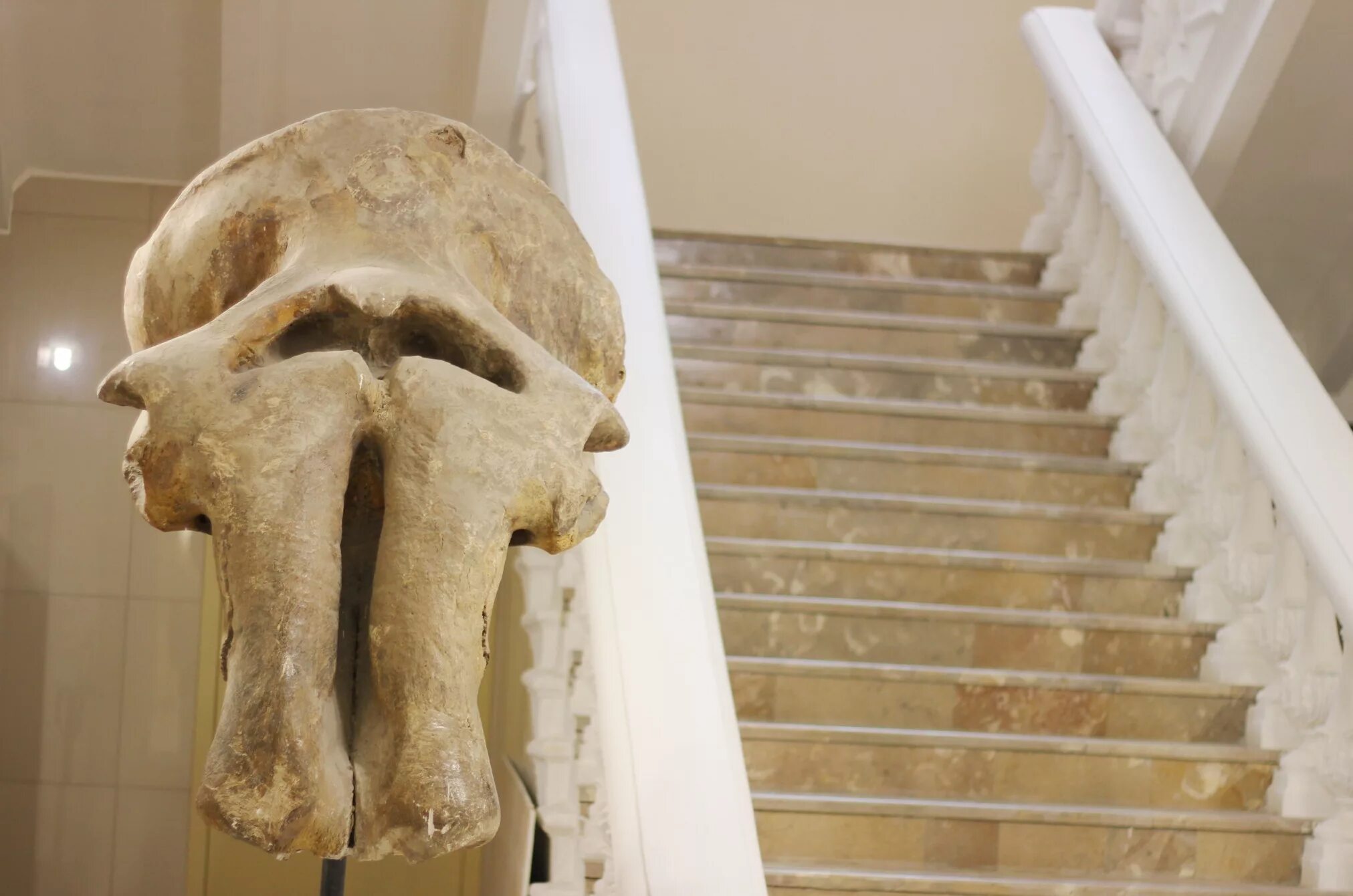Слоновый череп. Ромк музей череп слона Громова. Архидискодон меридионалис.