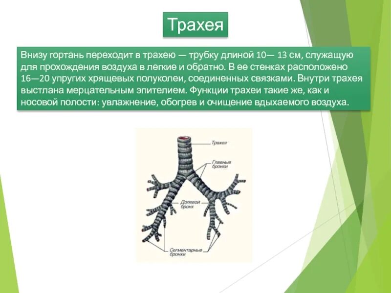 Трахея человека внизу. Трахеи это в биологии. Строение трахеи. Скелет трахеи состоит. Длина трахеи