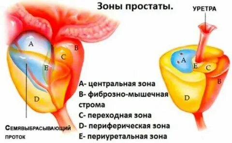 Шкала глиссона предстательной