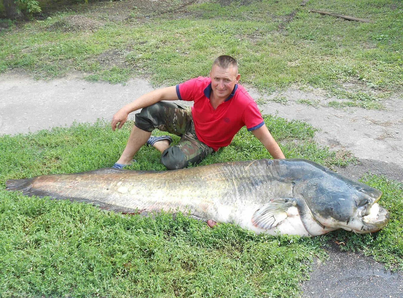 Волгоградские сомы. Волгоградские сомы. Волгоградские сомы. Сомы в дону. Огромный улов.