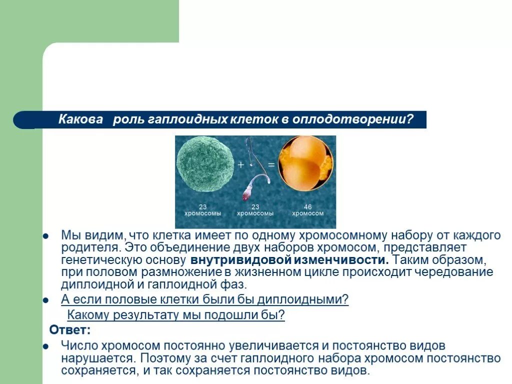 Гаплоидный набор клеток. Клетки с гаплоидным набором хромосом. Генетический набор гаплоидных клеток. Гаплоидная клетка это в биологии. Гаплоидный набор хромосом клетки образуется в результате