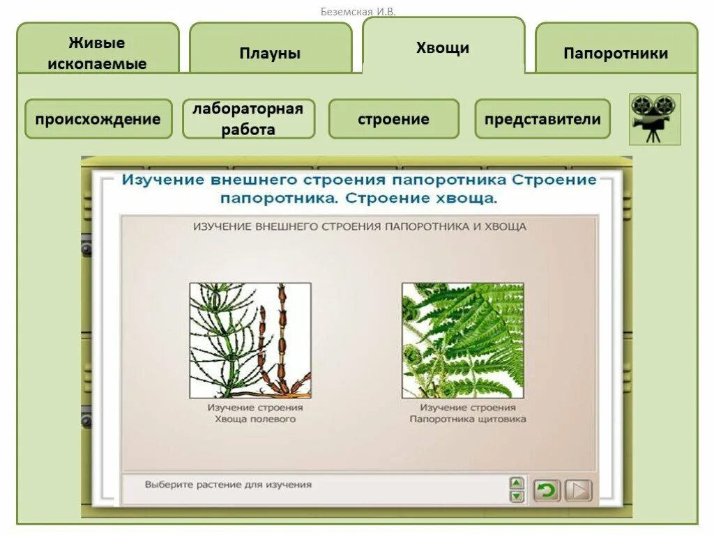 Плауны задания. Строение папоротникообразных плауны хвощи папоротник. Лабораторная работа папоротники. Внешнее строение папоротника и хвоща. Изучение строения папоротника(хвоща) лабораторная работа.