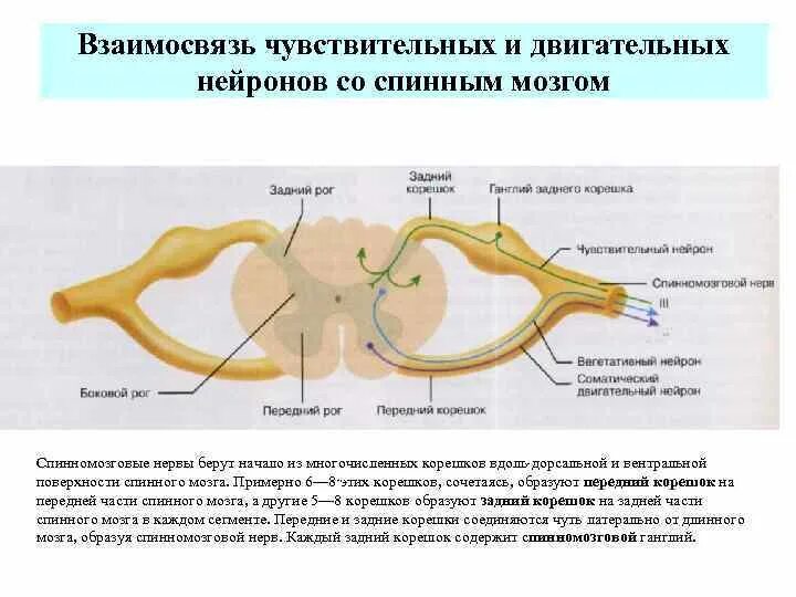 Спинномозговой чувствительный узел