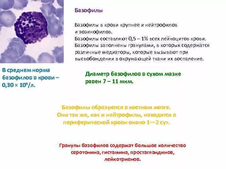 Базофилы 0. Базофилы повышены у женщины в крови 1. Базофил гистология препарат. Норма базофилов в крови у женщин. Причины и механизмы развития эозинофилий и базофилий.
