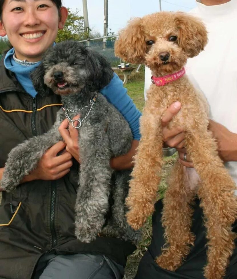 Королевский пудель. Той пудель размеры взрослой собаки. Мини карликовый пудель размеры. Карликовый пудильпорода собаки. Той пудель размеры взрослой собаки.