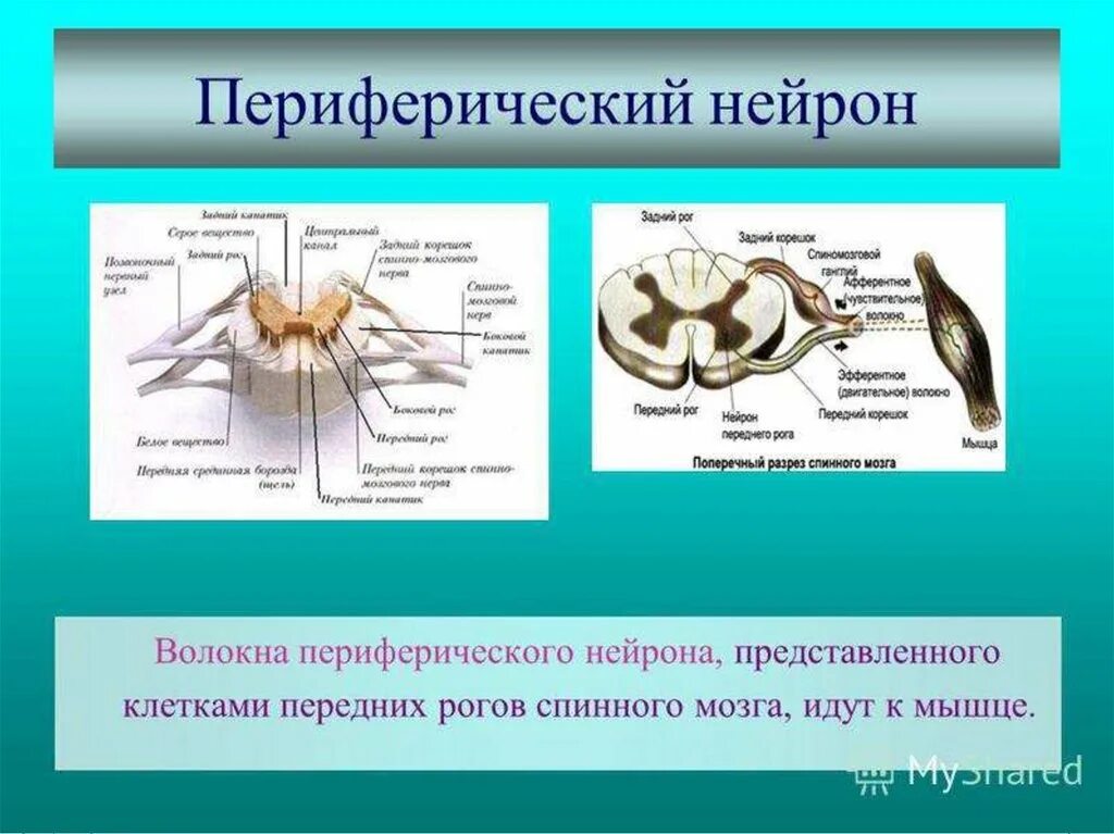 Какие нейроны в рогах спинного мозга. Периферический двигательный Нейрон анатомия. Второй периферический двигательный Нейрон. Периферический двигательный Нейрон строение. Периферический Нейрон двигательного пути.