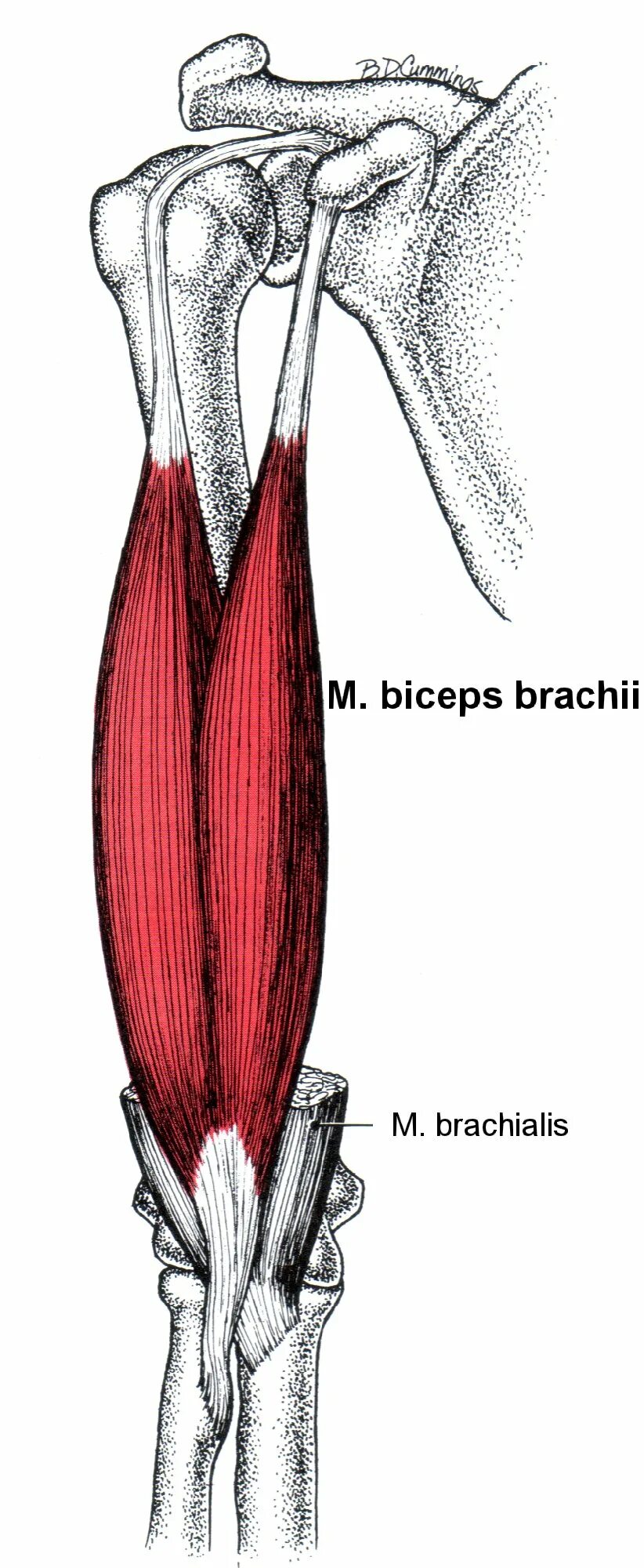 К чему крепится бицепс. Двуглавая мышца плеча анатомия. Biceps brachii мышца. M biceps brachii прикрепление. Плечевая мышца (m. brachialis).