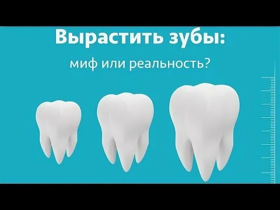 Где вырастить зубы. Где вырастить зубы