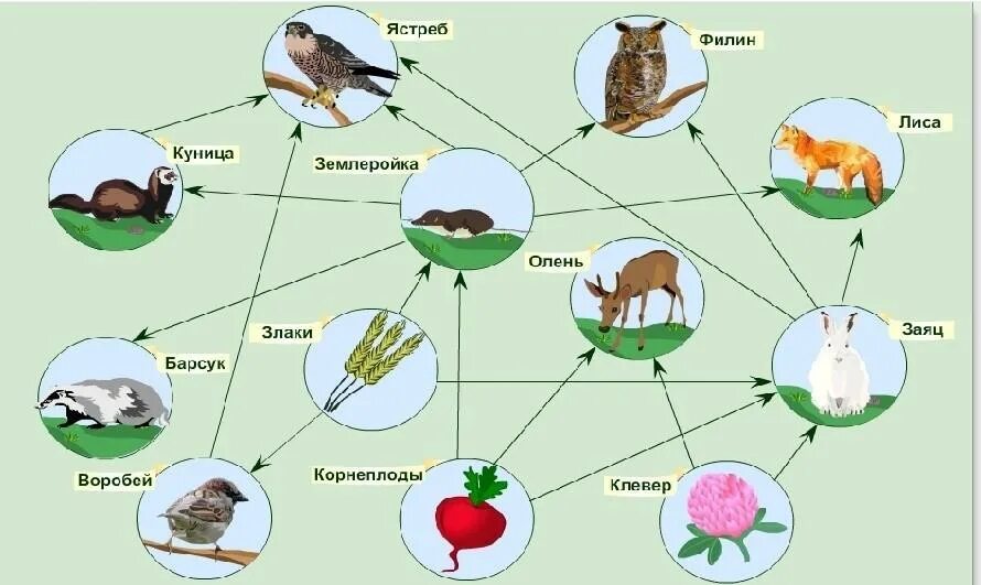 Нектар цветов муха синица цепь. Составление схем переноса веществ и энергии цепей питания. Составление схемы передачи веществ и энергии цепи питания биология. Биология схемы пищевых цепей. Схема трофической цепи.