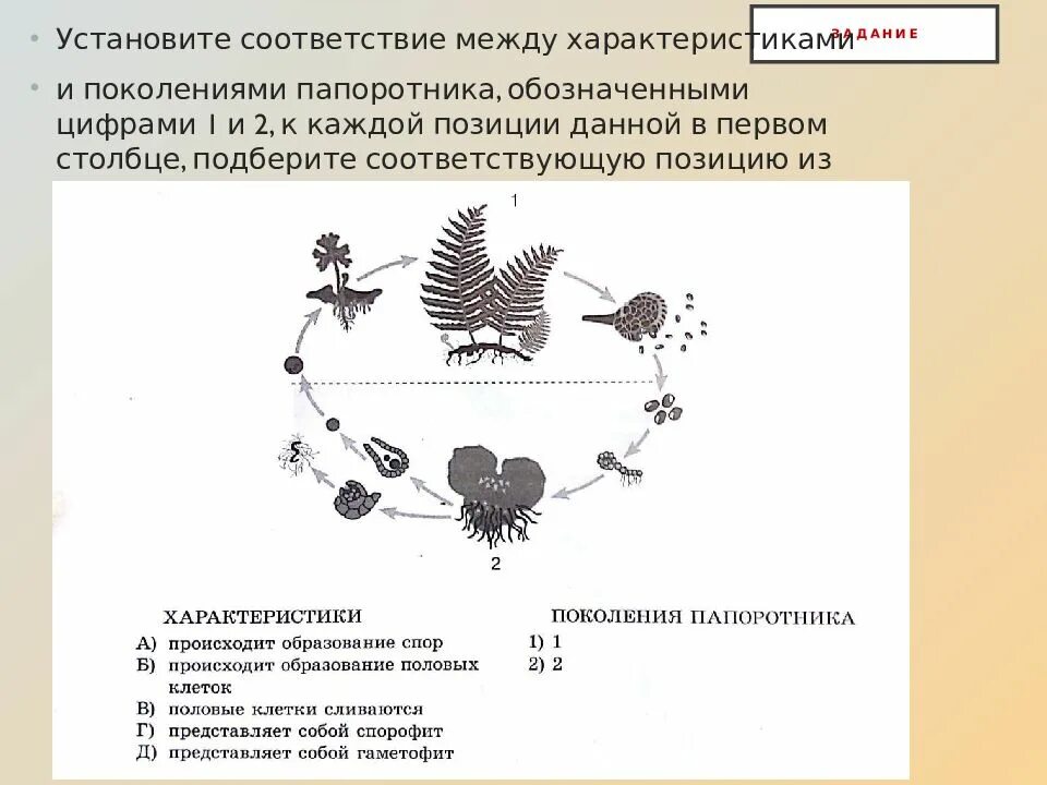 Поколения папоротника характеристики. Соответствие между характеристиками и поколениями папоротника. Жизненный цикл папоротника обозначена цифрой. Жизненные циклы растений задания ЕГЭ. Каким номером на схеме обозначена спора папоротника