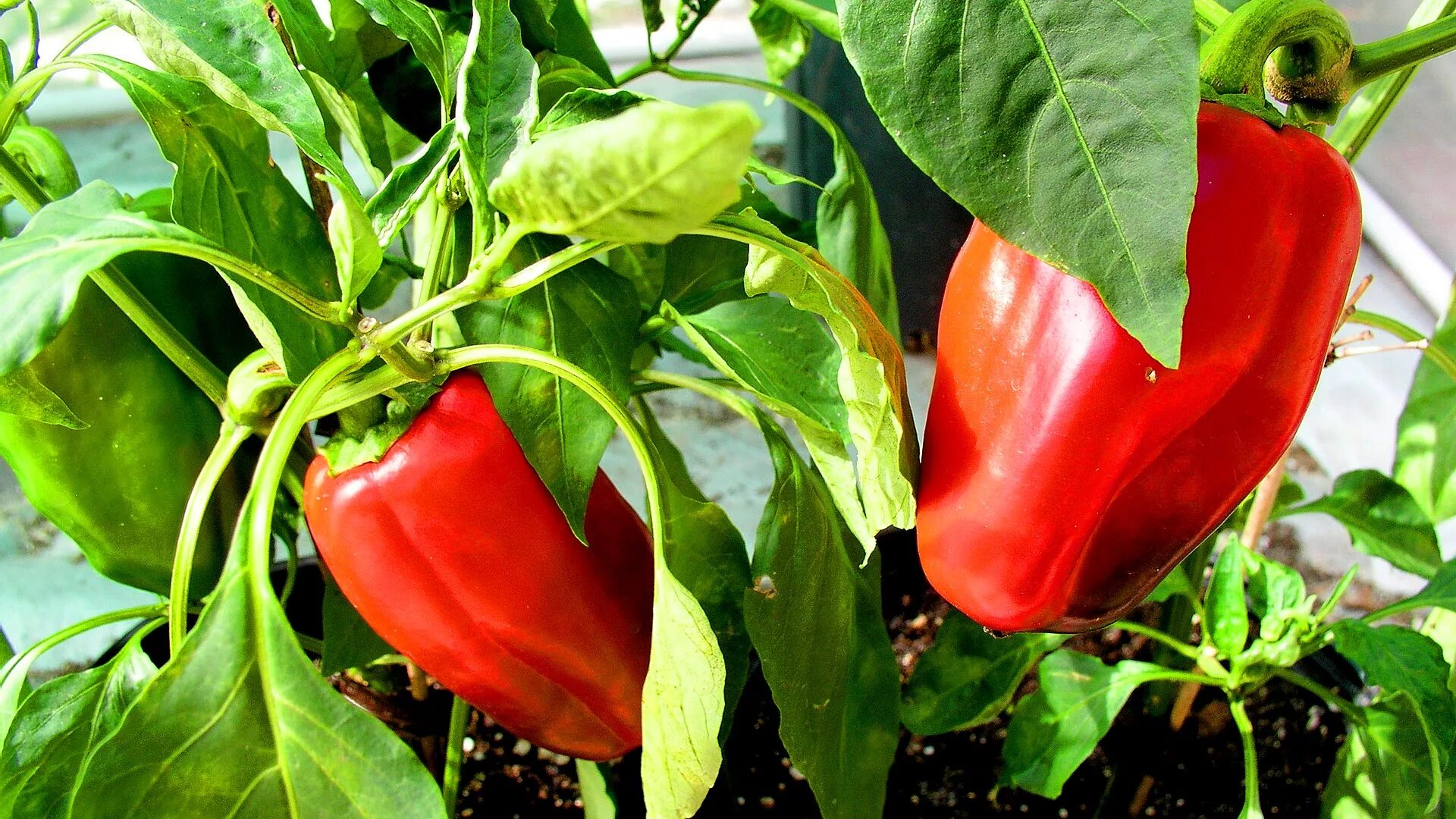 Перца capsicum annuum. Плоды перца фото. Перца capsicum annuum. Перец красный чили стручковый. Перец сладкий ред найт f1.