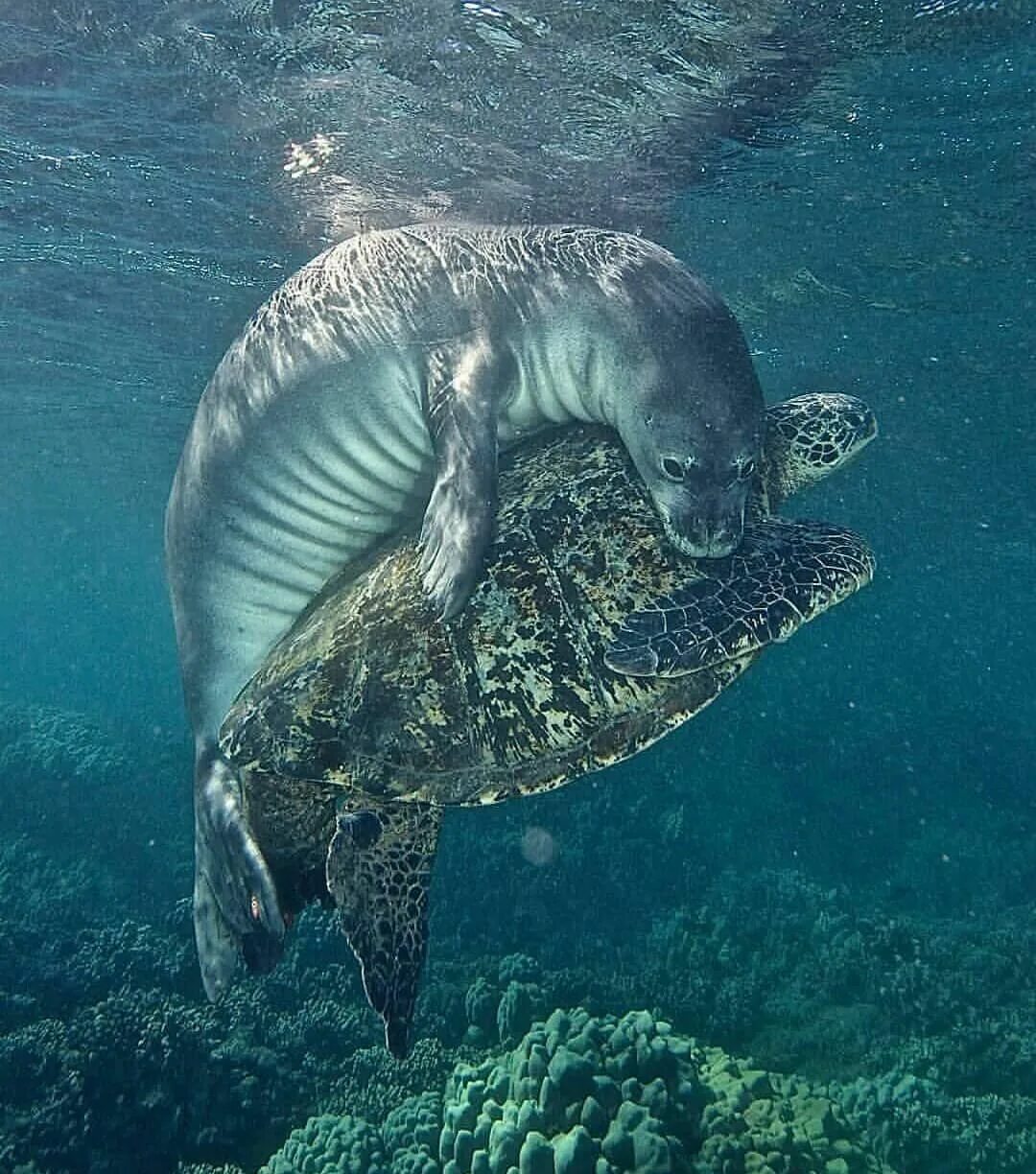 Подводные животные. Золотой поссум. Улыбающийся кенгуру квокка. Самое тихое животное. Тихое животное.