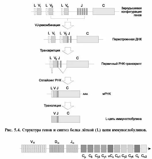 Гены кодирующие синтез белков