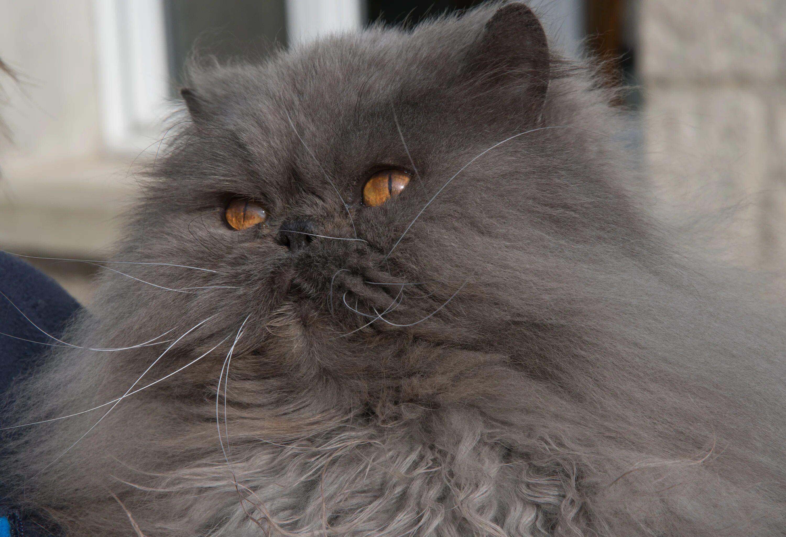 Метовые персы. Британская длинношёрстная кошка. Персидская длинношерстная шиншилла. Дымчатый полуперс. Персидская голубая длинношерстная кошка.