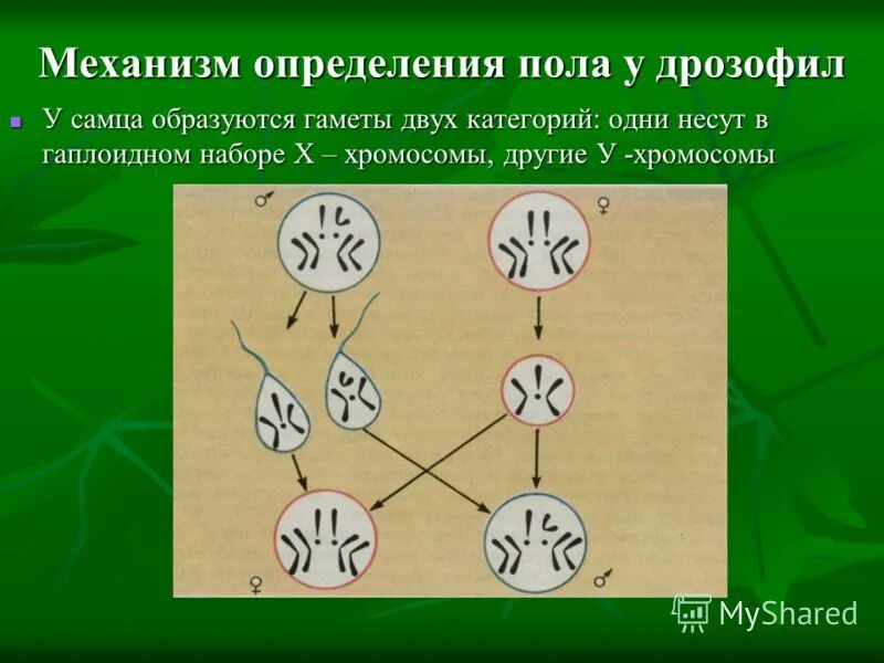 генетика пола дрозофилы. хромосомный механизм определения пола. гаметы самки и самца дрозофила. дрозофила мужской пол гетерогаметен. половые клетки дрозофилы.