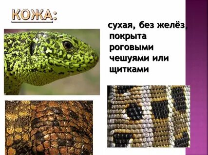 Пресмыкающиеся кожа без желез