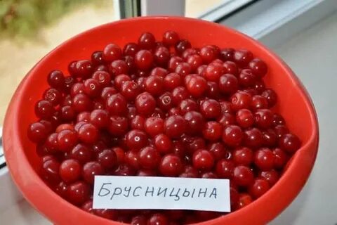 Вишня брусницына описание сорта