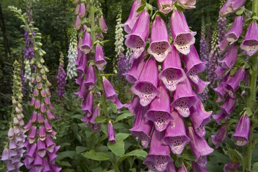 Foxglove. Наперстянка шерстистая. Дигиталис наперстянка. Наперстянка 'Sugar Plum'.