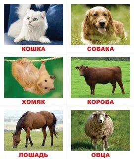 Карточки с разными животными