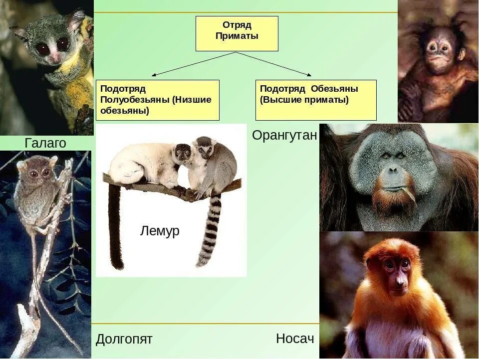 К отряду приматов принадлежат. Подотряд высшие приматы или обезьяны представители. Отряд приматы подотряд. Представители отряда приматы млекопитающие. Класс млекопитающие отряд приматы.