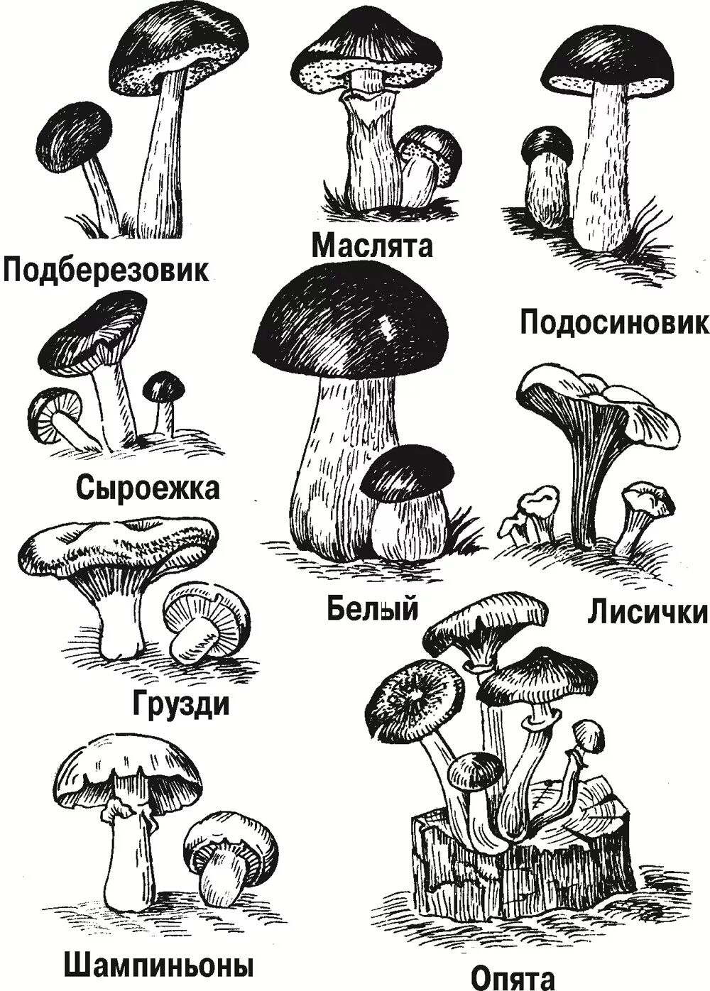 Съедобные и несъедобные грибы рисунок. Съедобные грибы и несъедобные грибы рисунки. нарисовать съедобные и несъедобные грибы. рисунки черно - белые грибы, съедобные и несъедобные.