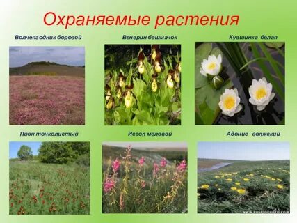 Назови несколько растений нуждающихся в охране