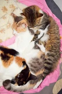 My sister cat 2
