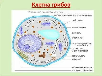 Гриб это клетка