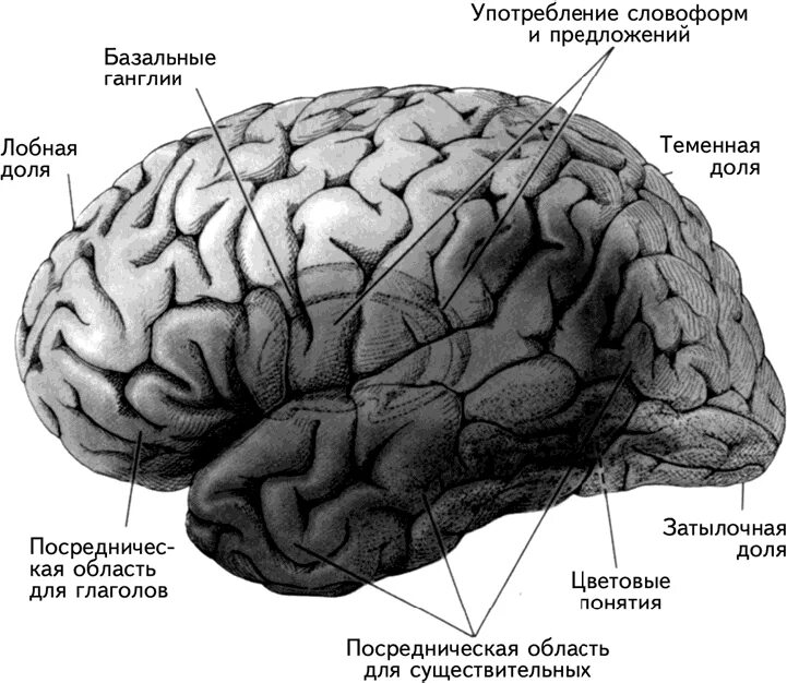 Области доли мозга. Базальные отделы лобных долей. Борозды лобной доли больших полушарий. Лобно базальные отделы мозга.