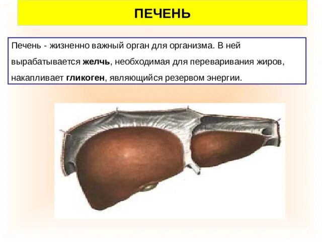 Печень вырабатывает желчь. Орган в котором синтезируется желчь. Печень очень важный орган для организма. В каком органе вырабатывается желчь.