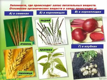Отложение питательных веществ в запас