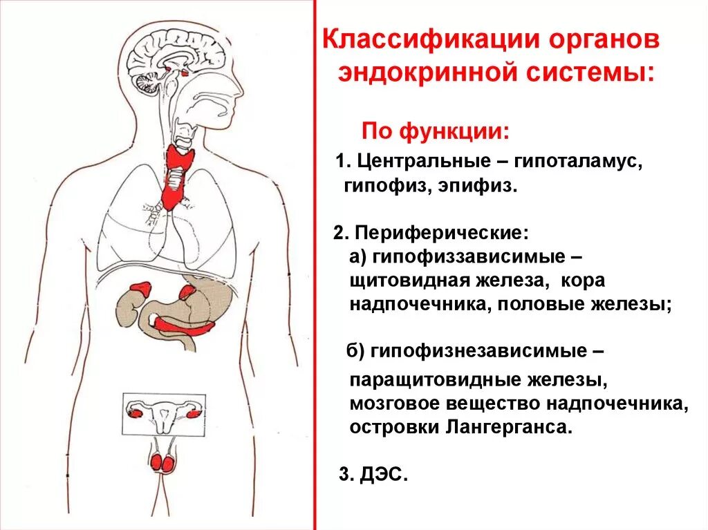 Функции эндокринная система железы внутренней секреции. Центральные и периферические органы эндокринной системы. Центральные железы эндокринной системы. Классификация желез внутренней секреции схема.